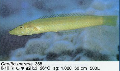 Cheilio inermis